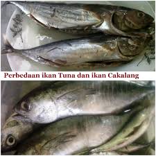 Yuk Mengenal Nama Nama Ikan Versi Orang Manado Semoga Tulisan Ini Bisa Bermanfaat Bagi Teman Teman Yang Baru Akan Stay Di Manado Yan Ikan Jenis Resep Masakan