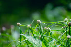 Image result for Kyllinga