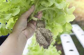 Check spelling or type a new query. Aeroponics Vs Hydroponics Which Is Best