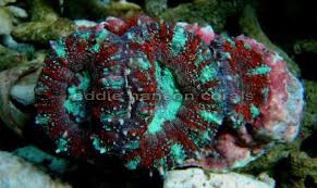 Image result for Microcoelia corallina