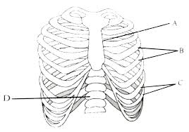 The other attachment of these muscles is usually considered to be either superior or inferior to the rib attachment. The Figure Shows Ribs And Rib Cage Labelled With A B C And D Sele