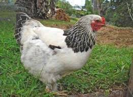La Poule Brahma Ou L Acheter Et Ses Caracteristiques La brahma est une race de grosse poule domestique créée aux étatsunis. la poule brahma ou l acheter et ses