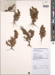 Image result for Bacopa floribunda