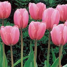 Guinevere Jumbo Perennial Tulip Giant Darwin Hybrid Pink Tulip Breck S Planting Tulips Tulip Seeds Flowers