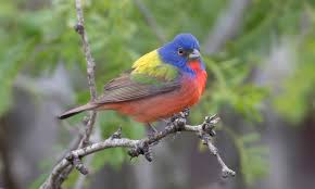 Painted bunting — taxobox name. Adw Passerina Ciris Information