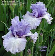 Plantfiles Pictures Tall Bearded Iris Crystal Gazer Iris By Margiempv