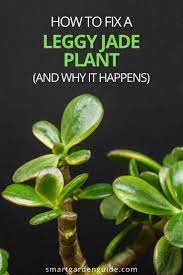 How To Fix A Leggy Jade Plant Crassula Ovata Smart Garden Guide Jade Plants Jade Plant Care Plants