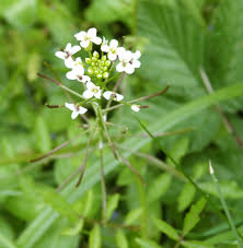 Image result for Nasturtium microphyllum