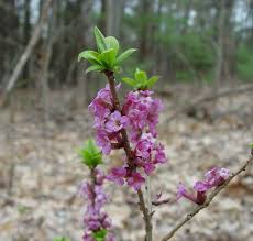 Image result for Daphne mezereum