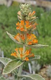 Buddleia Orange Sceptre Butterfly Bush Butterfly Bush Wild Plants Flower Photos