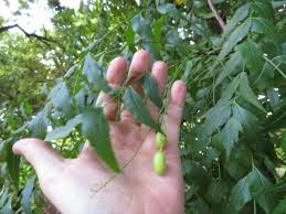 It is one of two species in the genus azadirachta, and is native to the indian subcontinent and most of the countries in africa. Buy Neem Tree Or Neem Plants Azadirachta Indica