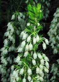Tb On The Web Erica Arborea Var Alpina White Plants Alpina Memorial Garden