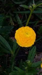 Bringing Back The Old Ways Garden Update Wild Geranium Yellow Flowers Chrysanthemum