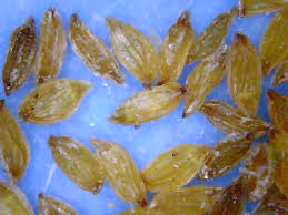 Image result for Xyris valida