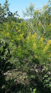 Image result for Acacia davyi