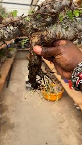 Image result for Commiphora angolensis