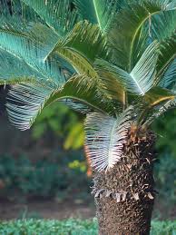 Image result for Cycadaceae