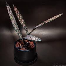 Image result for Oeceoclades