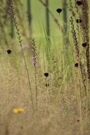 Image result for Eragrostis macrochlamys