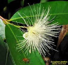 Image result for Syzygium jambos