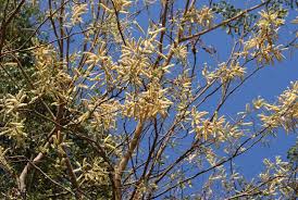 Image result for Acacia nigrescens