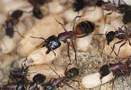 Read real reviews and see ratings for old brookville, ny pest exterminators near you to help you pick the right pro exterminator. Pest Library Common Pests Of Long Island Nyc Fairfield County Ct