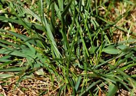 Look closely at the leaf of any grass plant and notice parallel veining, i.e. The 6 Most Common Lawn Weeds Dengarden