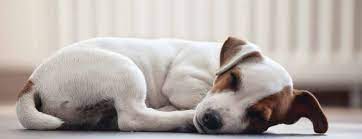 Maybe you would like to learn more about one of these? Pettrac Official Uk Pet Microchip Database 24hr Reunification Database