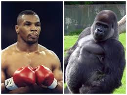 Maybe you would like to learn more about one of these? Mike Tyson Admits He Once Offered A Zookeeper 10 000 To Fight A Silverback Gorilla The Independent The Independent