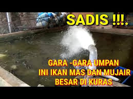 Mancing Ikan Mas Galapung Tiket 250 000 Umpan Roma Kelapa Ikan Mas Mujair Di Angkut Vlog 020 Youtube
