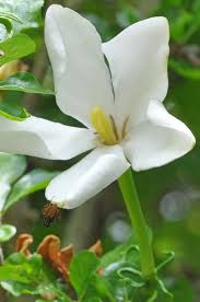 Image result for Gardenia cornuta