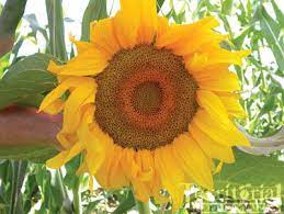 Bunga matahari juga menjadi salah satu bunga … Win S Blog Jenis Jenis Bunga Matahari
