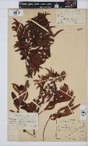 Image result for Senna petersiana