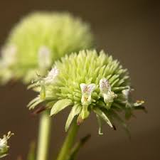 Image result for Hyptis