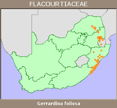 Image result for Gerrardina