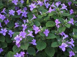 Image result for Barleria capitata