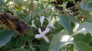Image result for Barleria albostellata