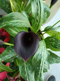 Image result for Zantedeschia