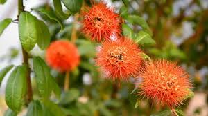 Image result for Combretum constrictum