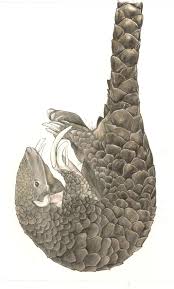 Pangolin Illustration Pangolin Art Unusual Animals Pangolin