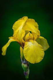 Pin On Iris Free