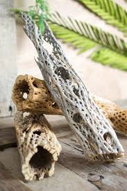Aged Cholla Wood Nature Saskatchewan Gecko Decor Reptile Reptiles Saskatoon Snake Reptilescanada Stargaze Cactus Flower Cactus Craft Floral Supplies