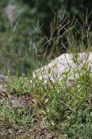 Image result for Digitaria angolensis