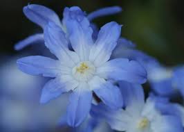 Image result for Scleria globonux