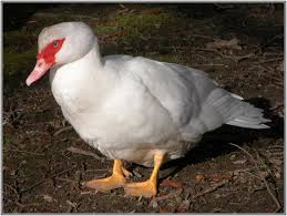 Le mâle et la femelle du canard brun ont un plumage de couleurs similaires, il devient alors difficile de les différencier en se basant uniquement sur leur chez les canards bruns, le mâle a un bec d'un vert olive qui peut tendre vers le jaune. Elevage De Canard Mulard Et Barbarie Pres De Montmirail Sezanne Epernay 51 Elevage Dauteuil