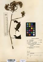 Image result for Gynura scandens