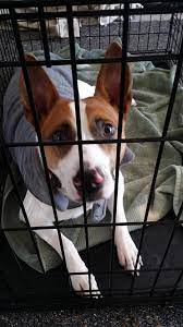 Gainesville pet rescue inc is located in gainesville city of florida state. We Are At Petsmart On Archer Haile S Angels Pet Rescue Facebook