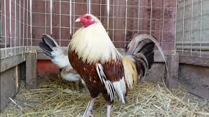 18,270 likes · 14 talking about this. Golden Grey Pair Gamefowl Pens Gallos Roosters Youtube