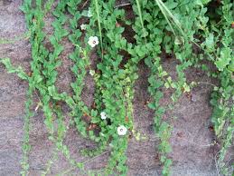 Image result for Xenostegia tridentata