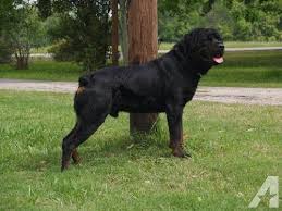 .the best rottweiler puppies in houston tx voted #1 rottweiler breeder in texaslooking for german rottweielr puppies for salelooking for rottweiler puppies for salelooking for rotteilers for sale. Kb 100 Pure German Rottweiler Akc Paper Gil Bloodline German Rottweiler Rottweiler Dog For Sale Rottweiler